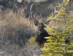 Alain Savary, the local National Forestry Commission representative, took this picture in the animal reserve located opposite the future ITER Headquarters. © Alain Savary (Click to view larger version...)