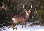 This picture of a sika deer was recently taken on CEA-Cadarache site, close to the newly installed 400 kV powerline pylons. © Guis-CEA